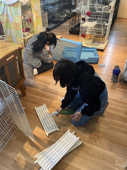 特別活動を行いました!《保護猫カフェでのボランティア活動》