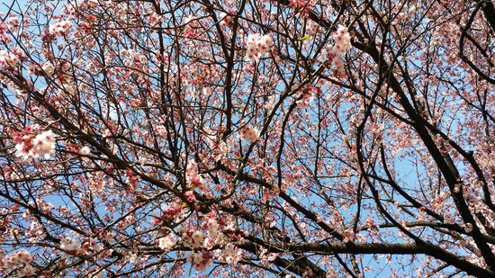 春が近づいてきました