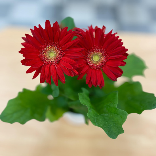 【藤沢キャンパス】花を飾りました!