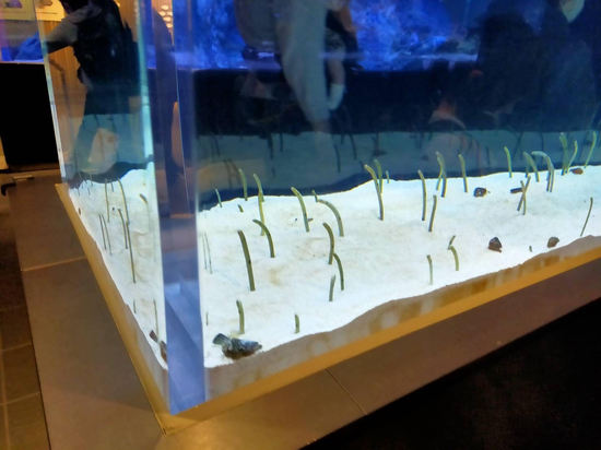 5月の特別活動☆すみだ水族館に行きました(^^)/