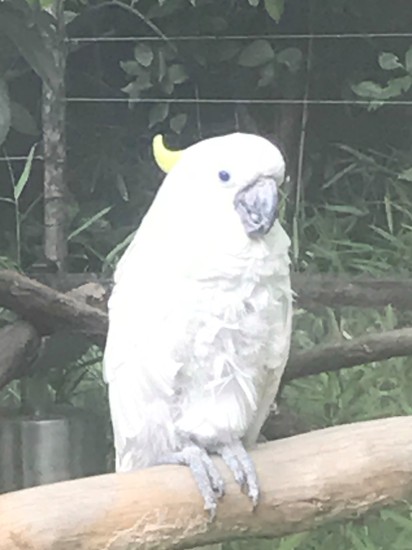 上野動物園遠足へ行ってきました Kg高等学院 個別指導キャンパス 上野動物園遠足へ行ってきました Kg高等学院 個別指導キャンパス
