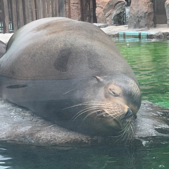 上野動物園遠足へ行ってきました Kg高等学院 個別指導キャンパス 上野動物園遠足へ行ってきました Kg高等学院 個別指導キャンパス
